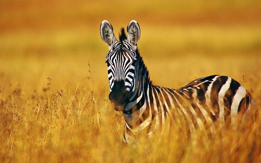 Наблюдательная зебра в высокой траве