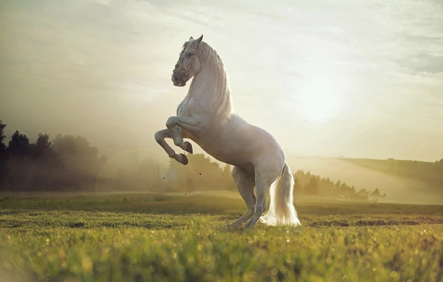 Красивая белая лошадь встала на дыба в поле
