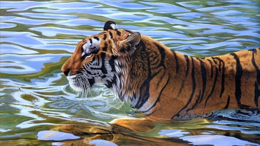 Тигр плывёт по воде
