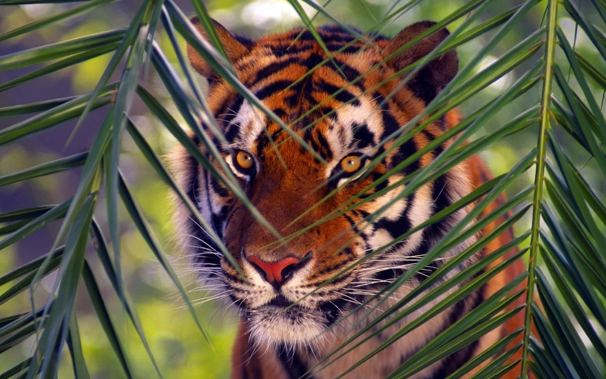 Бенгальский тигр наблюдает из-за веток