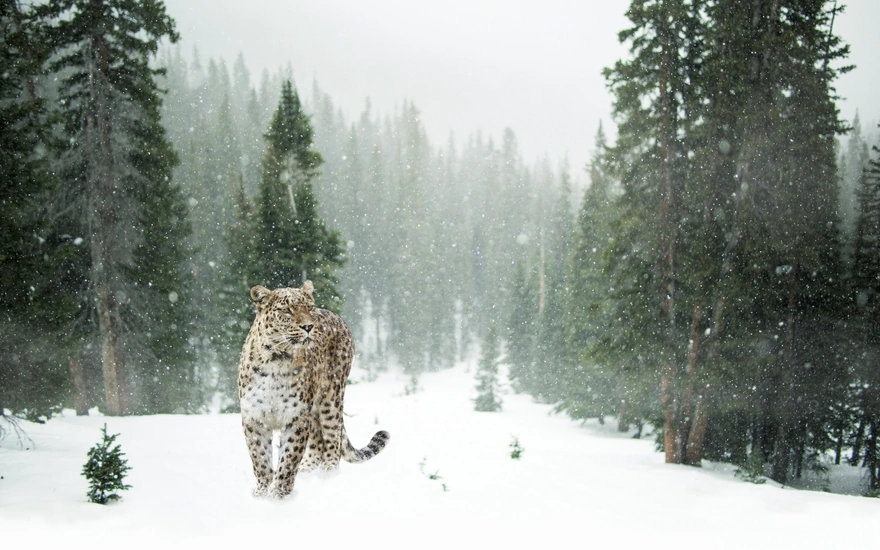 Леопард гуляет в зимнем зелёном лесу