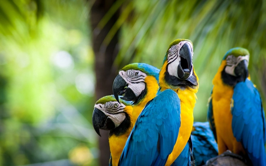Macaws parrots on the desktop