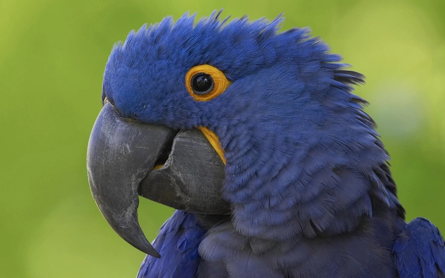 A large blue parrot