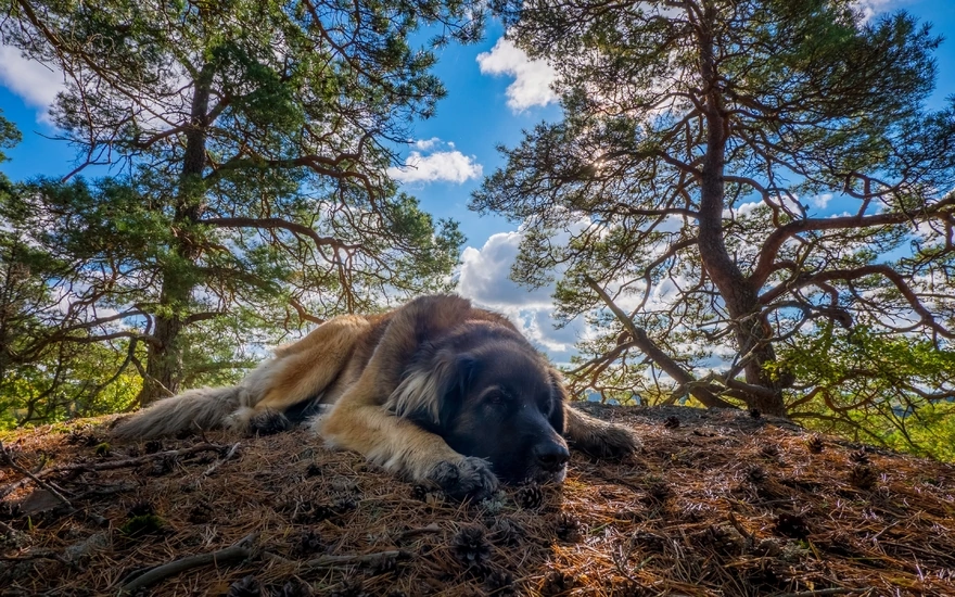 Картинка: Собака, лежит, природа, деревья, небо, облака