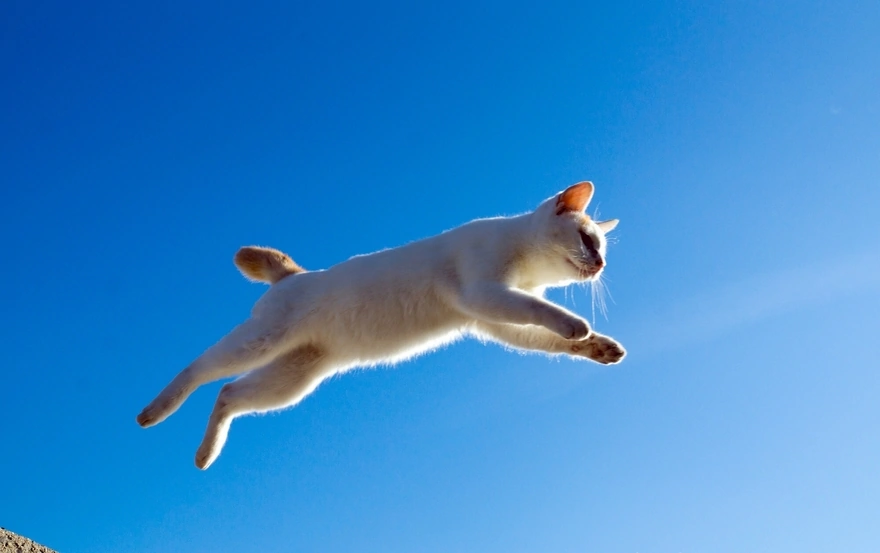 Картинка: Кошка, прыжок, небо, высота