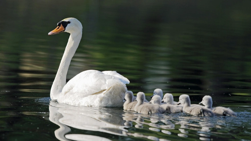 White swan with chicks swimming in the water