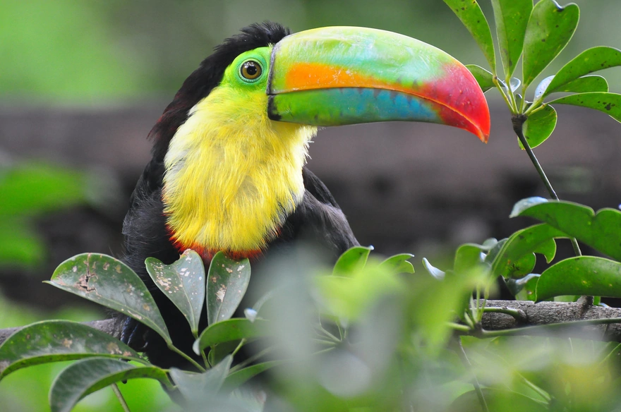Тропическая птица тукан сидит на ветке