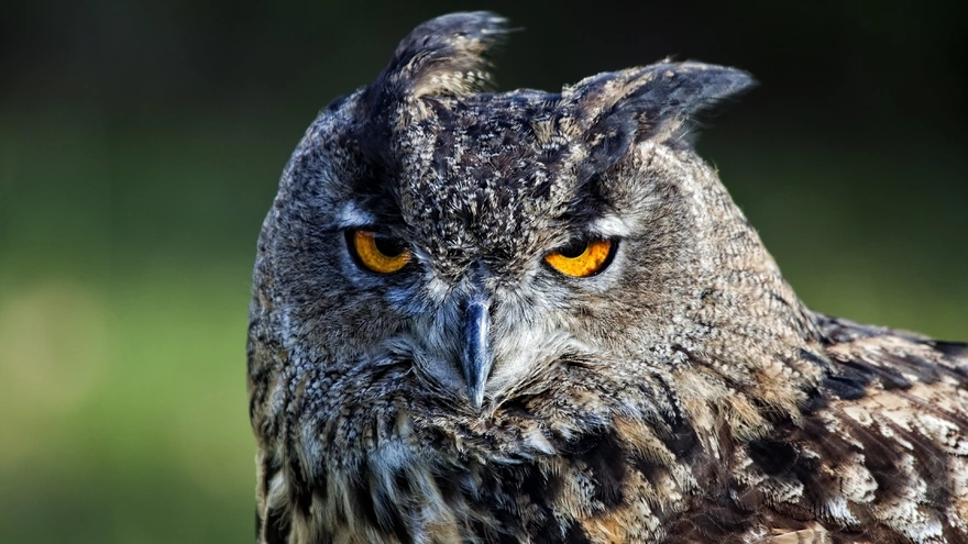 Look-eared owls