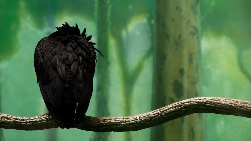 Raven sitting on a branch