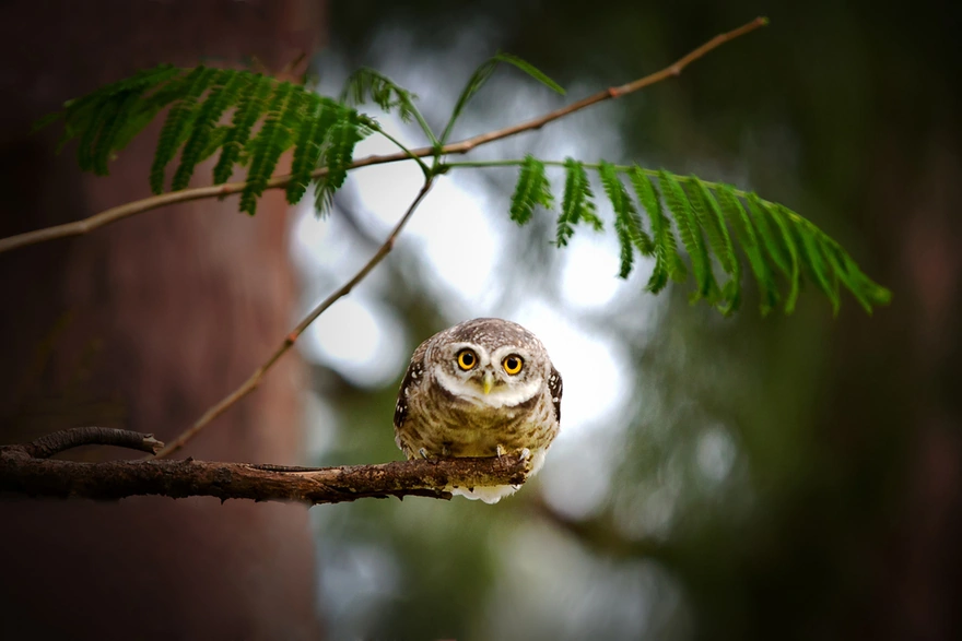 Bug-eyed owl sitting on a branch