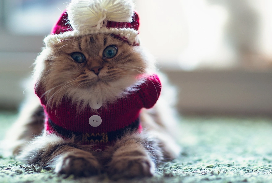 Забавная кошка в вязаном рождественском костюме и шапке с бантиком