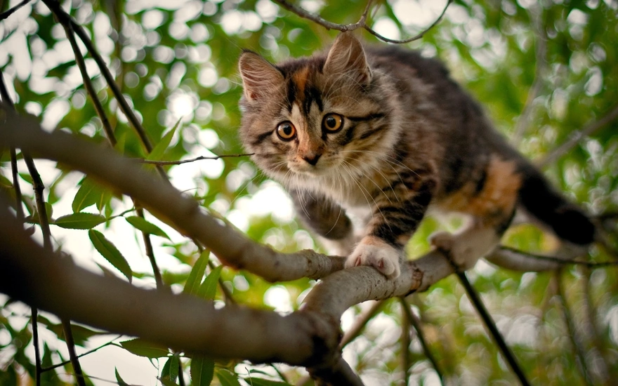 The kitten cautiously sneaks along the tree branch
