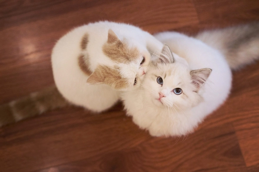Top view of cute couple of furry felines