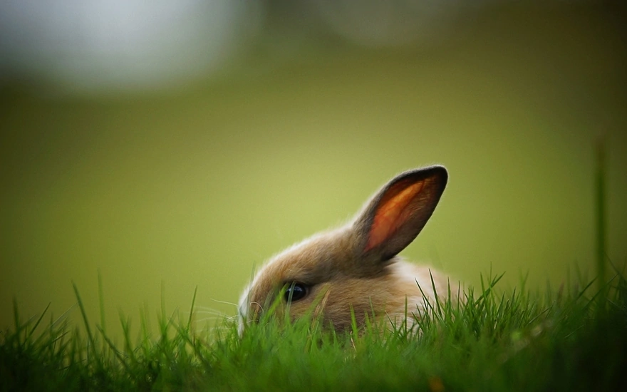Кролик спрятался в траве