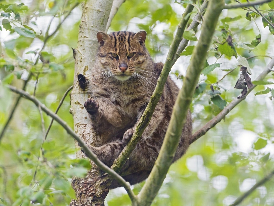 Кошка сидит не ветках дерева