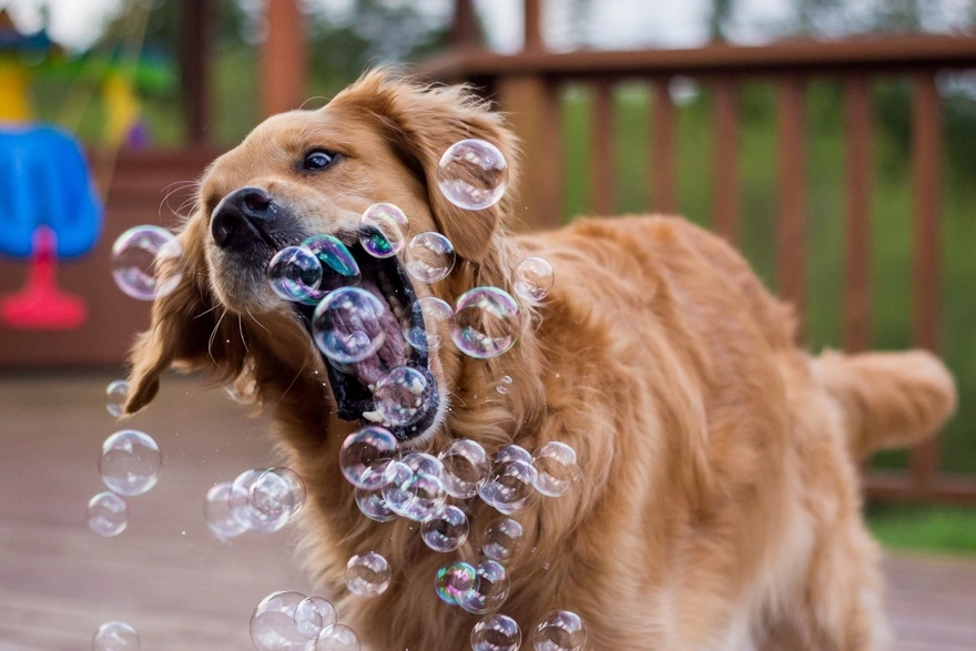 Собака породы золотистый ретривер ловит мыльные пузыри пастью