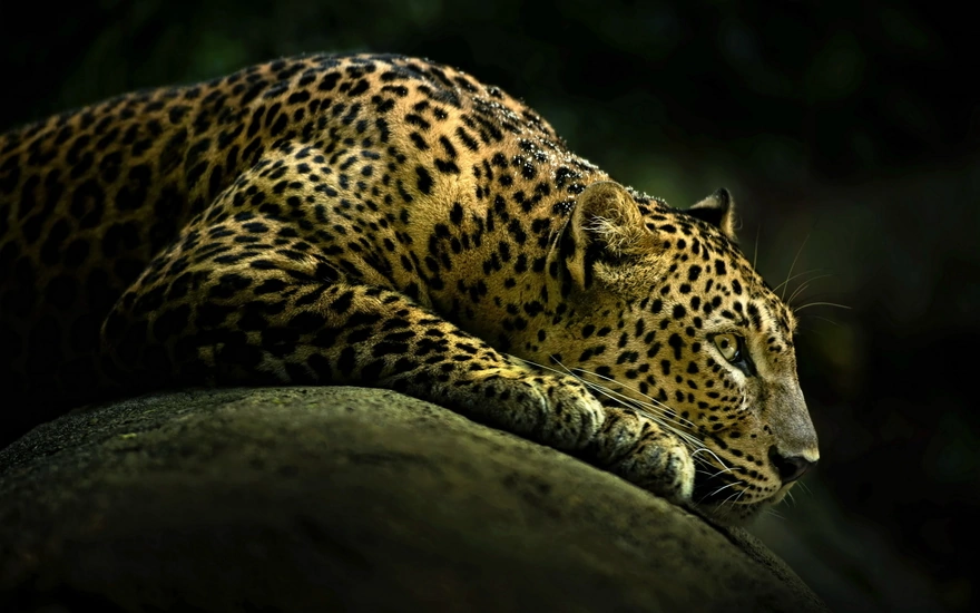 Леопард лежит на камне