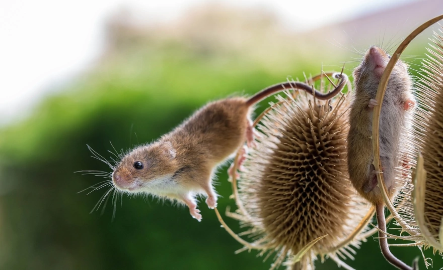 Две полевых мышки взобрались на растение