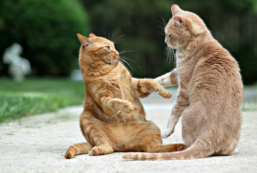 Red cats fighting
