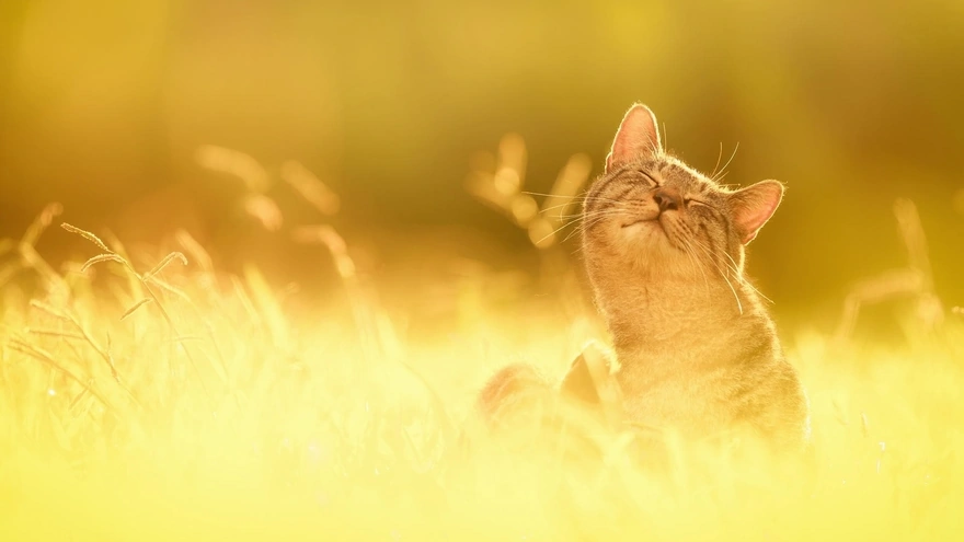 Котик греется на солнышке