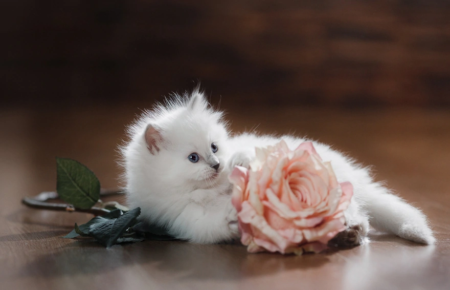 Fluffy white kitten with a rose