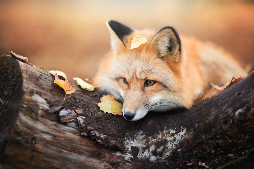 Рыжая лисица лежит на старом дереве