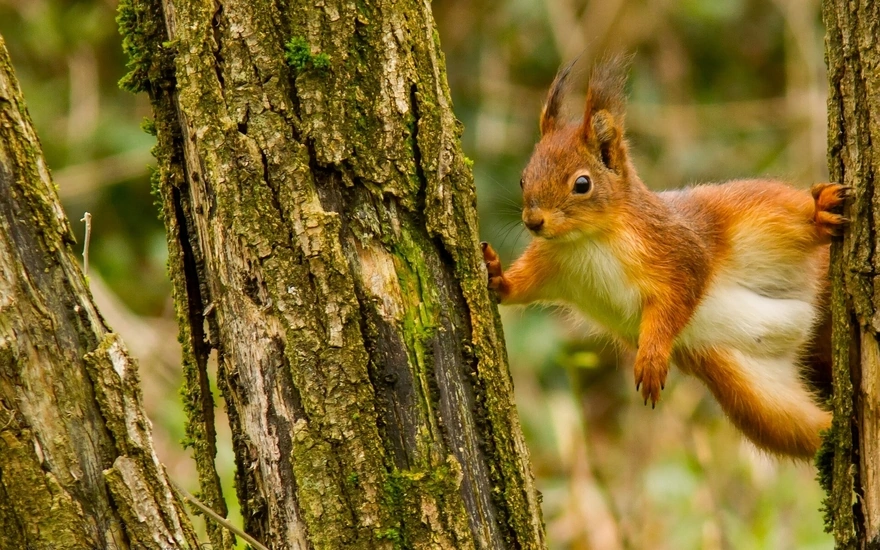 Red squirrel between trees