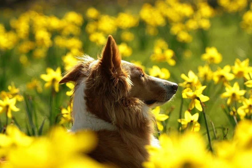 Рыжая собака в поле из жёлтых цветов