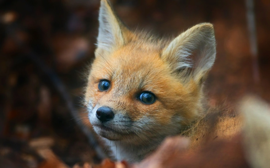 Little Fox in the woods