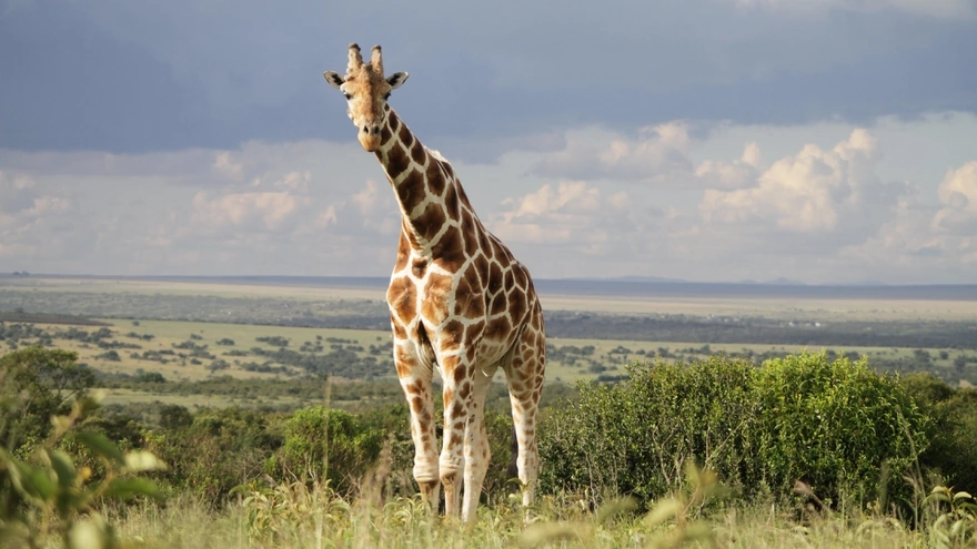 Жираф на фоне горизонта саванны
