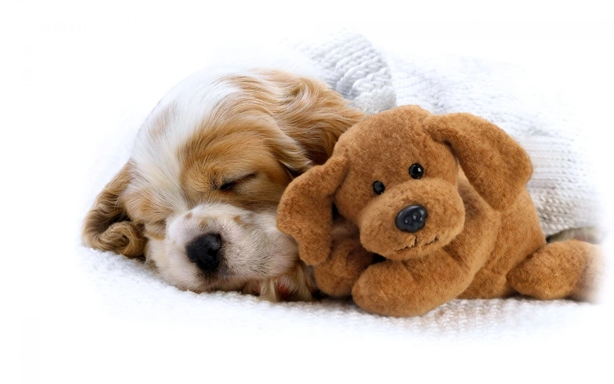 Милый щенок спит рядом с плюшевой игрушечной собачкой