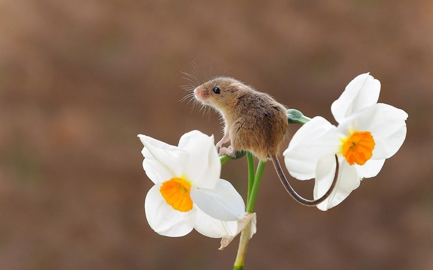 Мышь-малютка сидит на цветке нарцисса