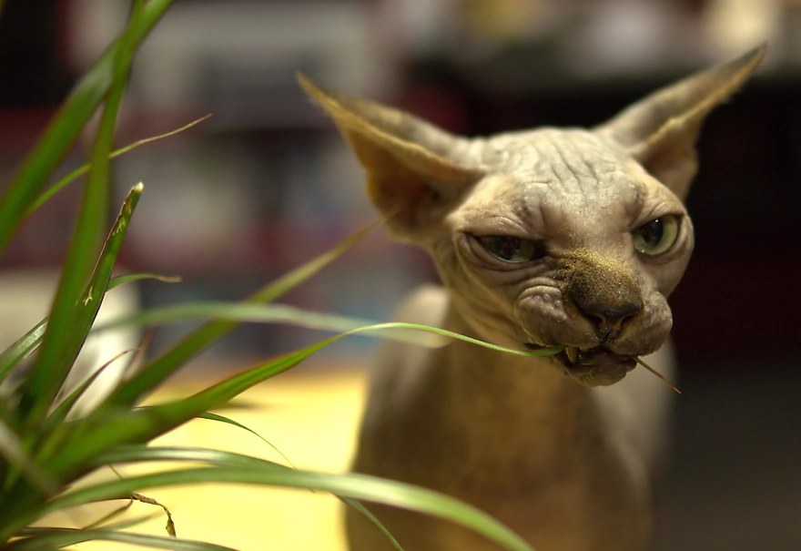 Кошка жуёт листья комнатного растения