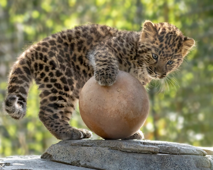 Маленький детёныш леопарда играет возле каменного шара