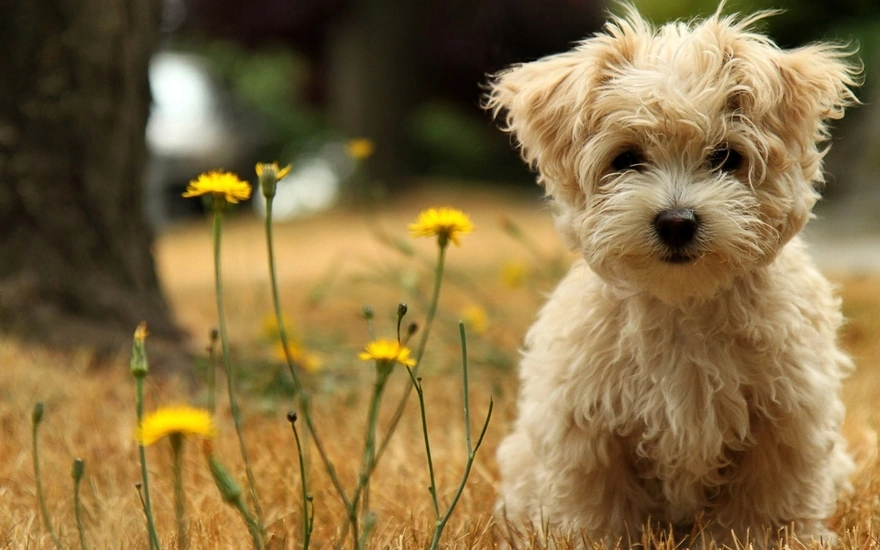 Shaggy puppy sitting next to the dandelions