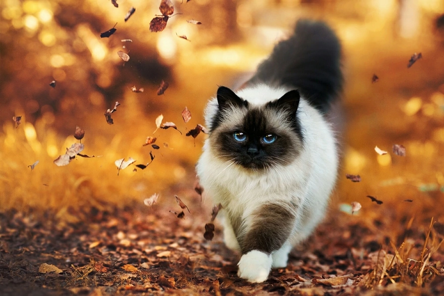 Сиамская кошка гуляет по опавшей осенней листве