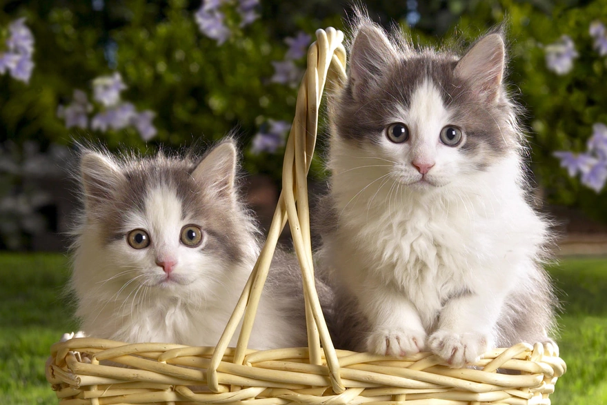 Два котёнка в корзине