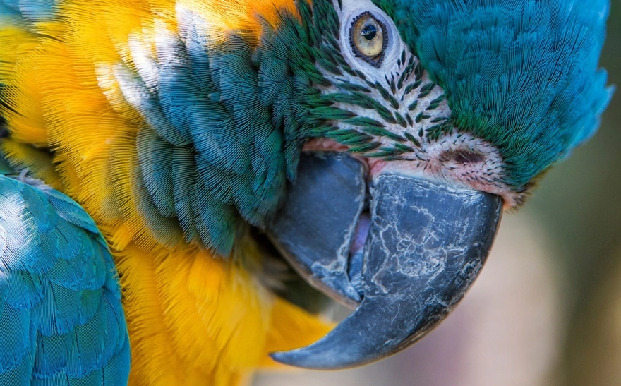 Жёлто-синий попугай макро