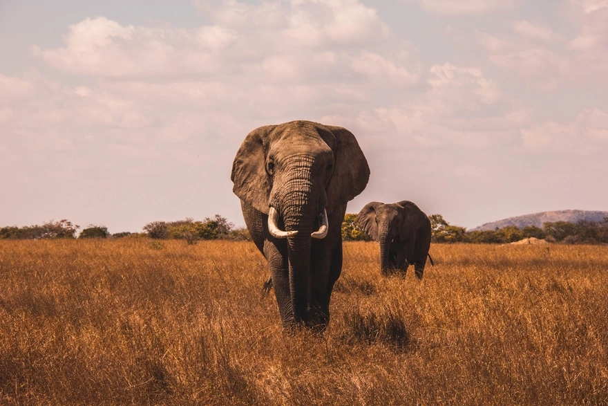 Two elephants in the field