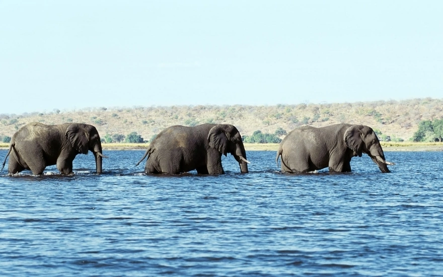 Elephants walking along the river