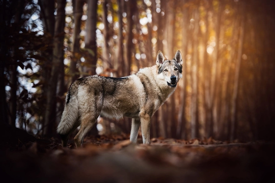 Gray wolf in nature
