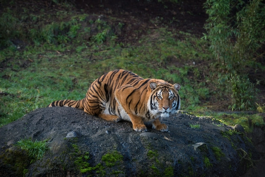 Полосатый хищник тигр сидит на бугре