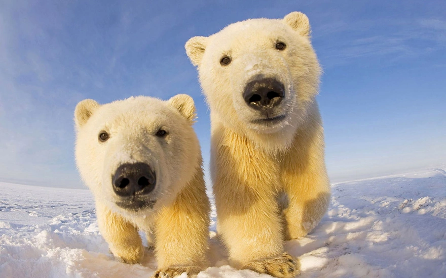 Двое белых медвежат смотрят в камеру