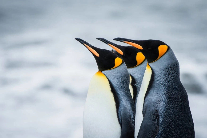 Три королевских пингвина