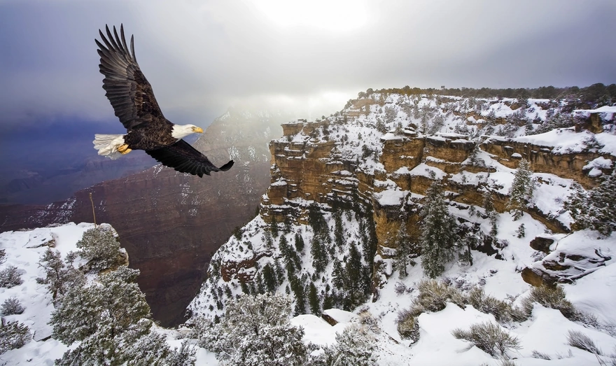 The eagle flies high above the mountains
