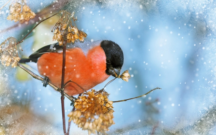 A red bullfinch holds a twig