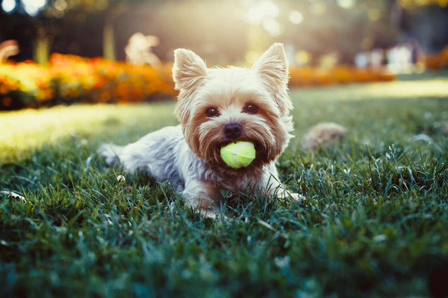 Собачка играет с мячиком на лужайке