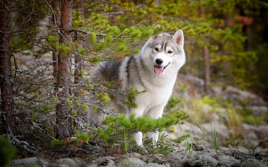 Husky in a coniferous forest