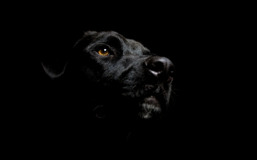 Black Labrador on a black background