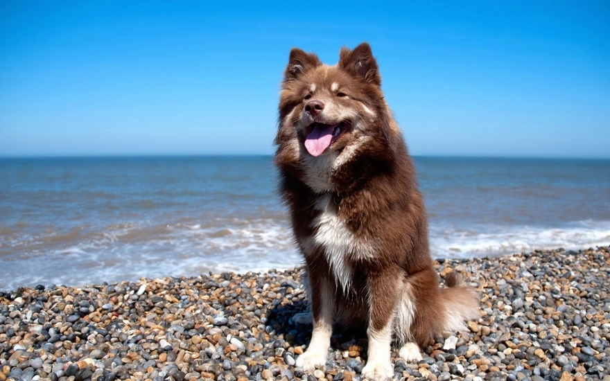 Собака с высунутым языком сидит на гальке у моря